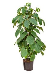 Tetrastigma - Hydrocultuur