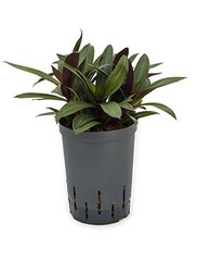 Tradescantia - Hydrocultuur