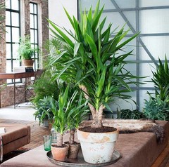 Grote kantoorplanten
