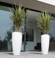 Kantoorplanten in sierpot