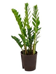 Zamioculcas - Hydrocultuur