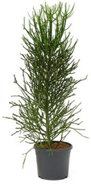 Kamerplanten Trends 2018 - Binnenplanten inspiratie - alle toppers ... Kamerplanten Trends 2018 - Binnenplanten inspiratie - alle toppers ...