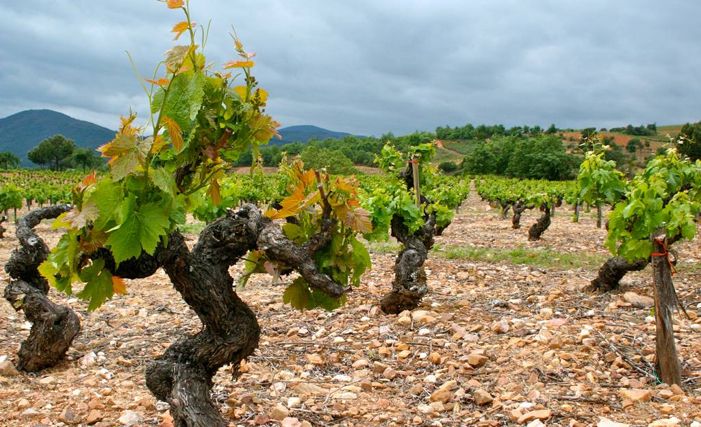 Bodegas Merayo: concentratie en verfijning