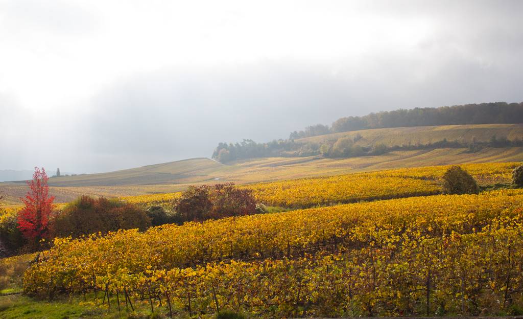 Herfst in de Champagne!