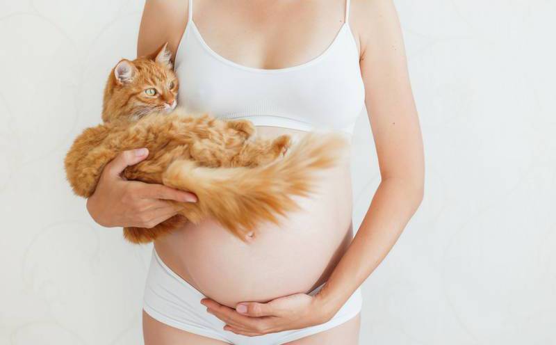 Zwanger en een kat in huis?