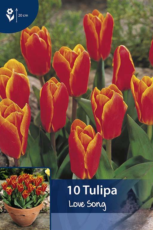 Тюльпан triple a фото и описание