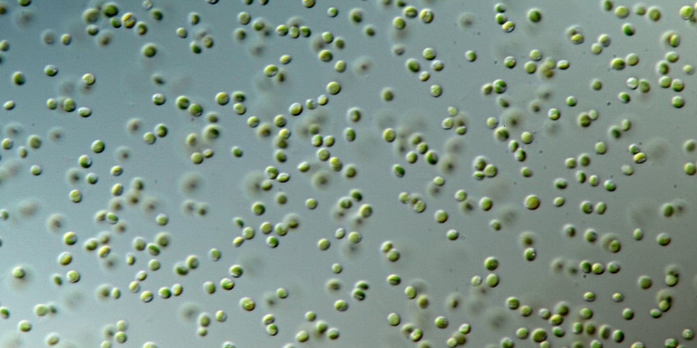 Rotifer Culture & Pre-enrichment - Premium Quality Microalgae for