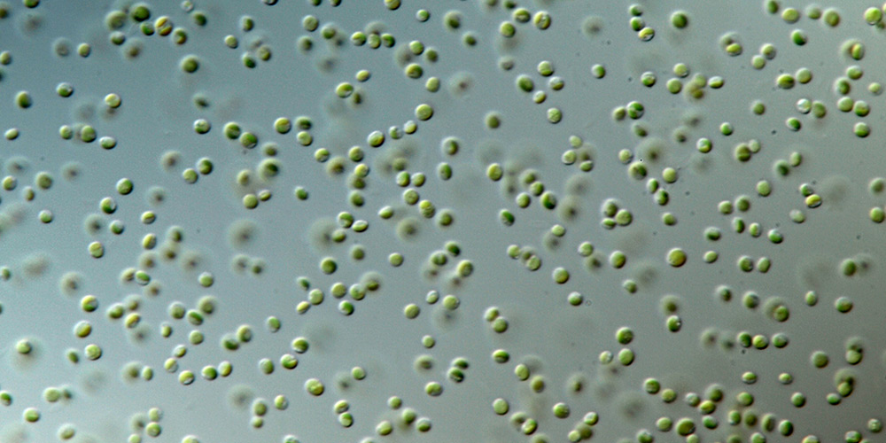 Rotifer Culture & Pre-enrichment - Premium Quality Microalgae for