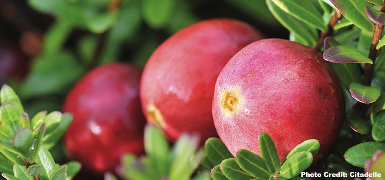 Cranberry's: topkwaliteit uit Canada.
