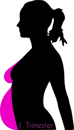 Was passiert im 1. Trimester?
