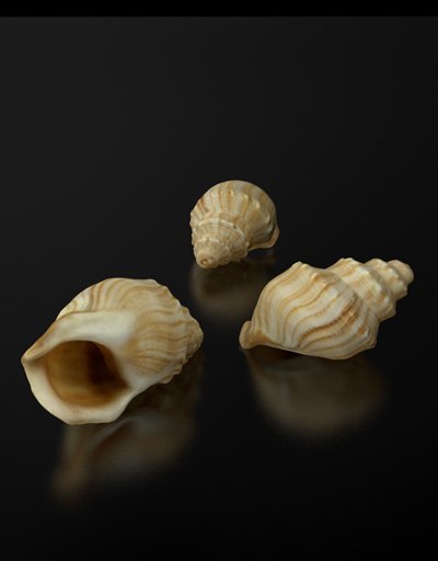 Free 3D model of a Seashell
