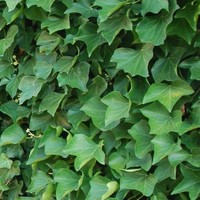 Hedera Hibernica hoogte 150-175 cm (3-6 ranken) - gestokt