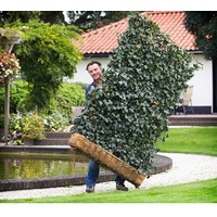 Kant en Klaar Haag Hedera helix Woerner B120 x H180 cm