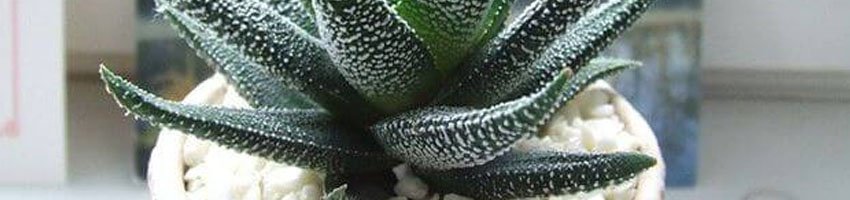 De 5 beste planten voor in jouw slaapkamer