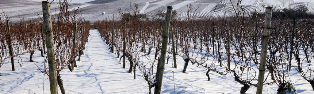 Wat gebeurt er in de winter in de wijngaard?