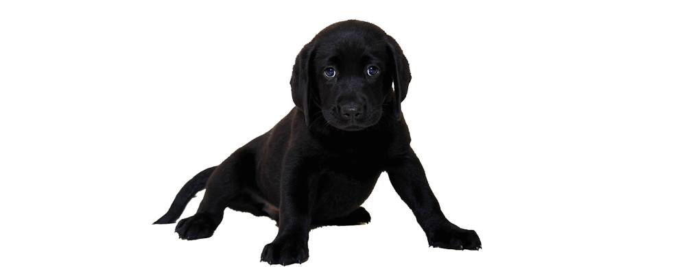 Honden kussens