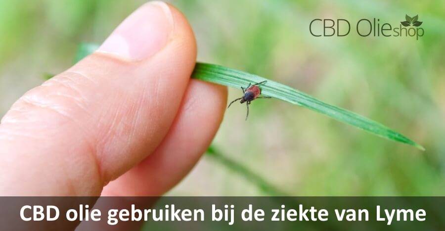 CBD olie gebruiken bij de ziekte van Lyme