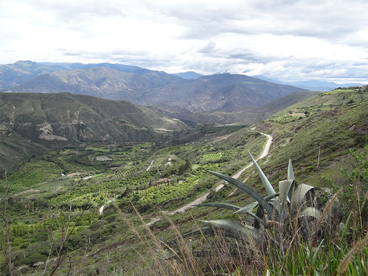 Avocadoplantage Uyama Farms MIRA Naturals Ecuador