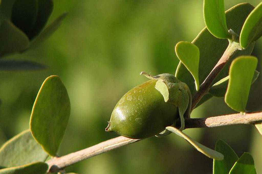 Wat is Jojoba olie? Wij geven je antwoord!