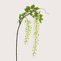 Wisteria Crème H142
