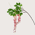 Wisteria Light Pink H142