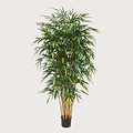 Bamboo Deluxe Green H210 D110