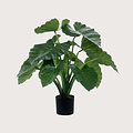 Alocasia Calidora Groen H60 D60
