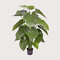 Alocasia Calidora Groen H115 D90