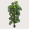 Monstera Deluxe On Stem Green H190 D100