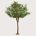 Murraya Deluxe Tree Green H370 D260