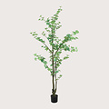 Tropaeolum Green H185 D75