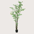 Tropaeolum Green H245 D90