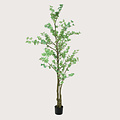 Tropaeolum Green H210 D85