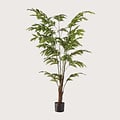 Fishtail Palm Groen H155 D95