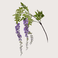 Wisteria H170 Lavender