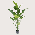 Strelitzia H210