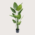 Strelitzia H180