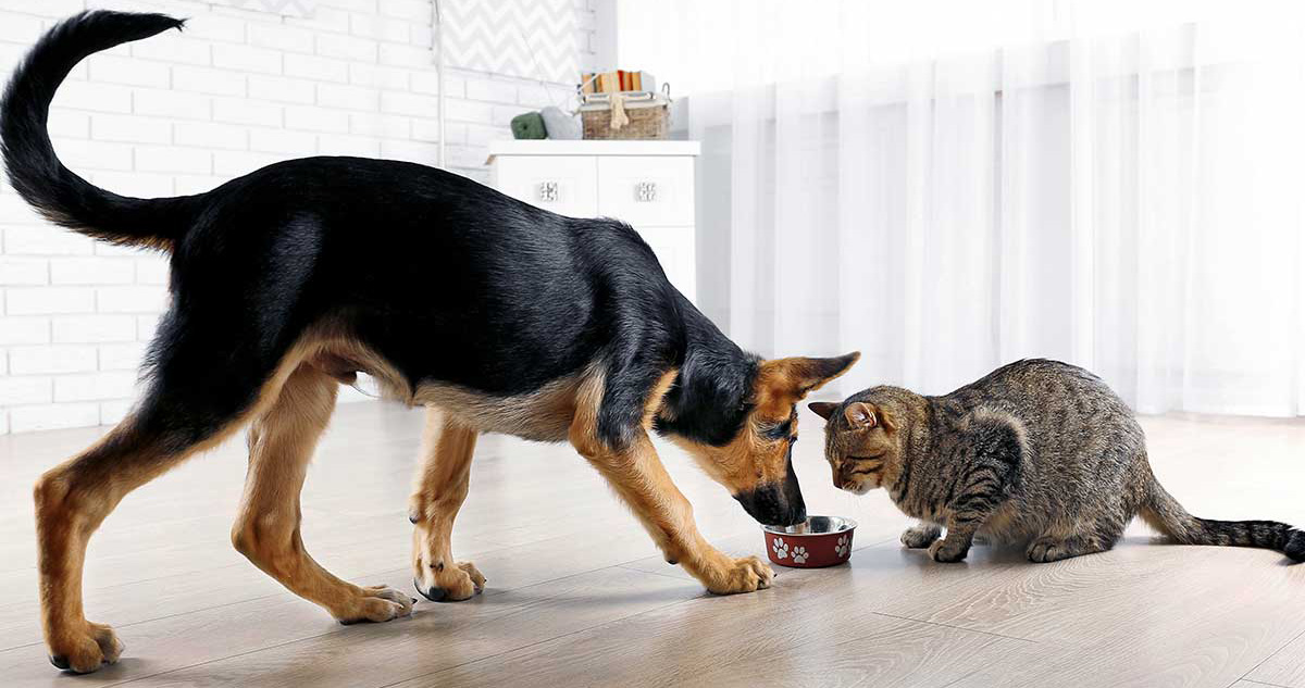 koken lijden Mijnenveld Voerwijzer | Voeradvies voor jouw Pup, Hond, Kitten of kat - VoerOnline