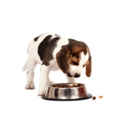Puppy Brokken