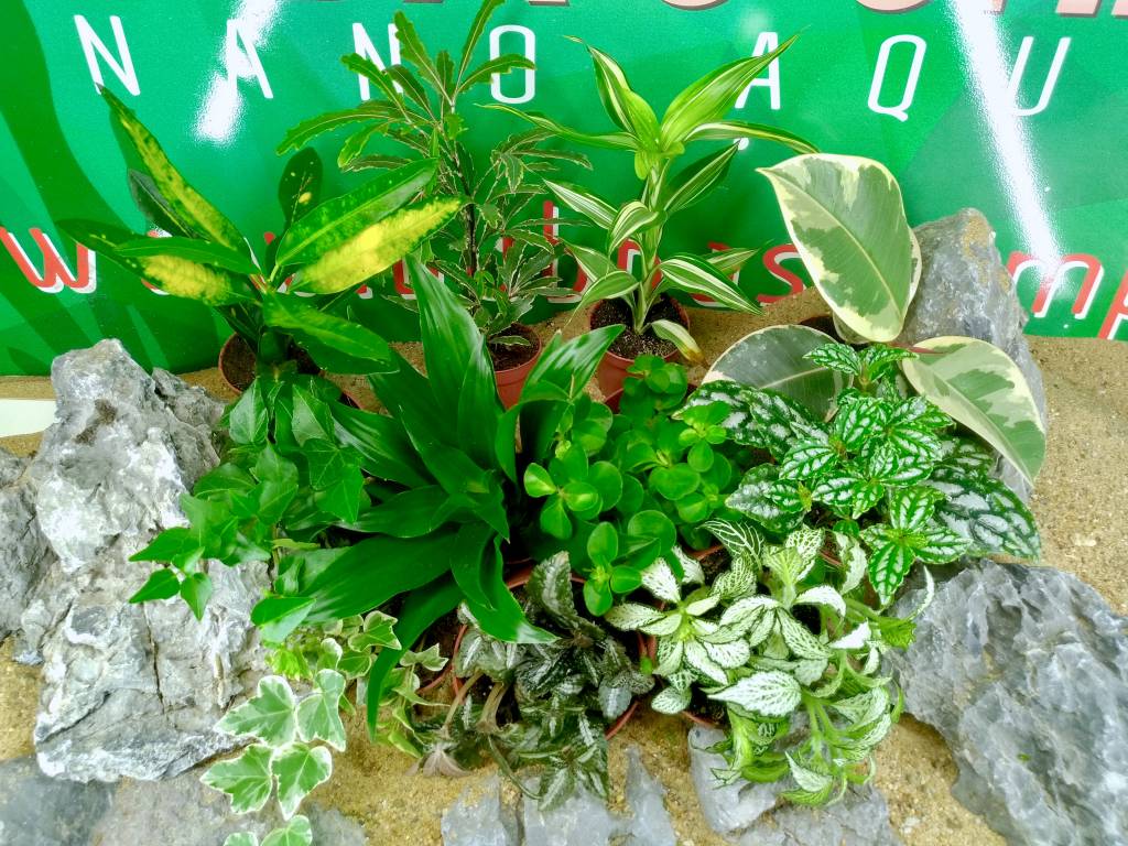 Bubba\'s Plants Plantes interieur - Bubba\'s Shrimps - Nano Aquariums Bubba\'s Plants Plantes interieur - Bubba\'s Shrimps - Nano Aquariums