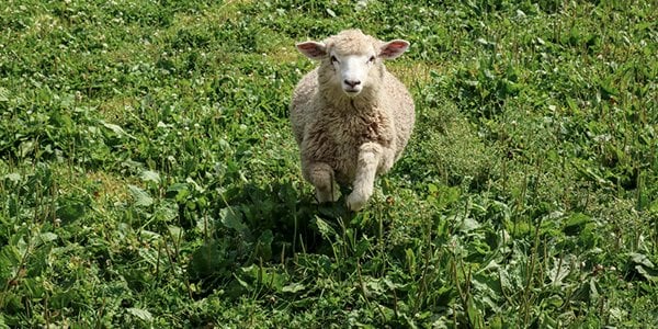 Als makke lammetjes naar de consultant