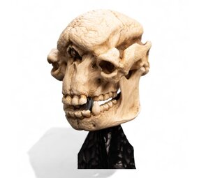 Weta Workshop Lord of the Rings Mini Statue Skull of a Cave Troll 21 cm