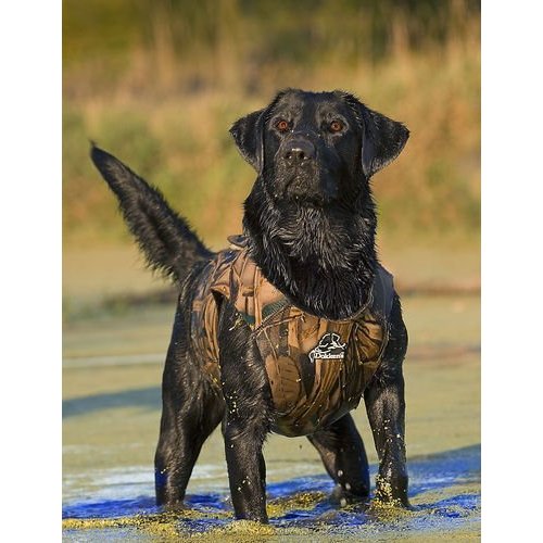 Dokken Dokken Neoprene Dog Vest Dokken Dokken Neoprene Dog Vest