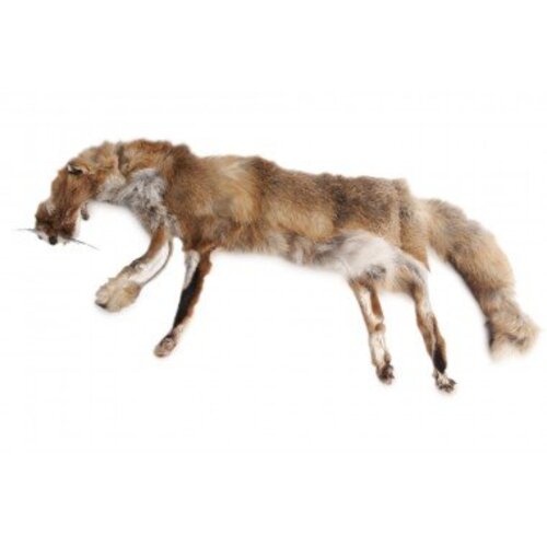 Firedog Firedog Dummy vos 3-part Firedog Firedog Dummy vos 3-part