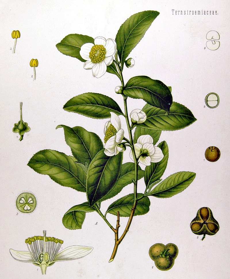 Camellia Sinensis plant, theeplant