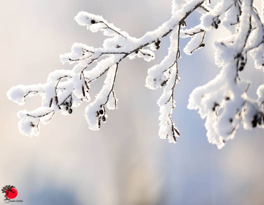 Der Winter...