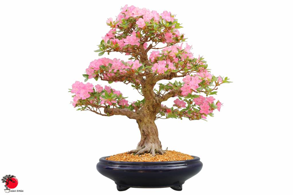 Die Satsuki-Azalee Rhododendron Indicum