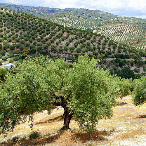 fatip olive tree