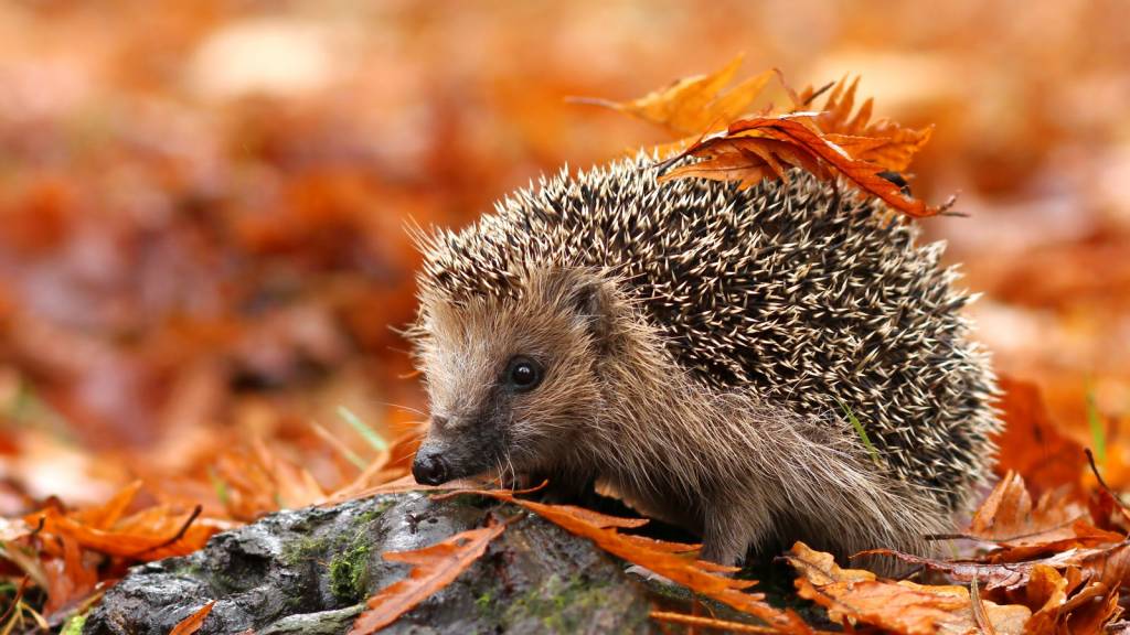 Blog #2 3 Herfst tips