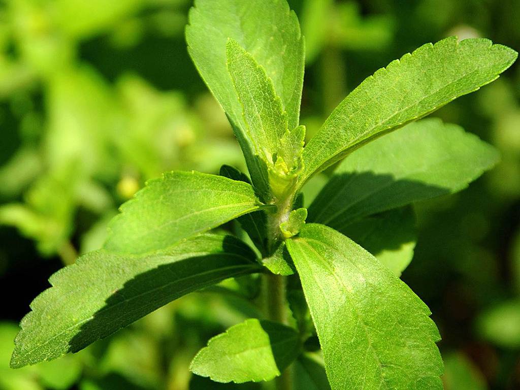BLOG #14 STEVIA?